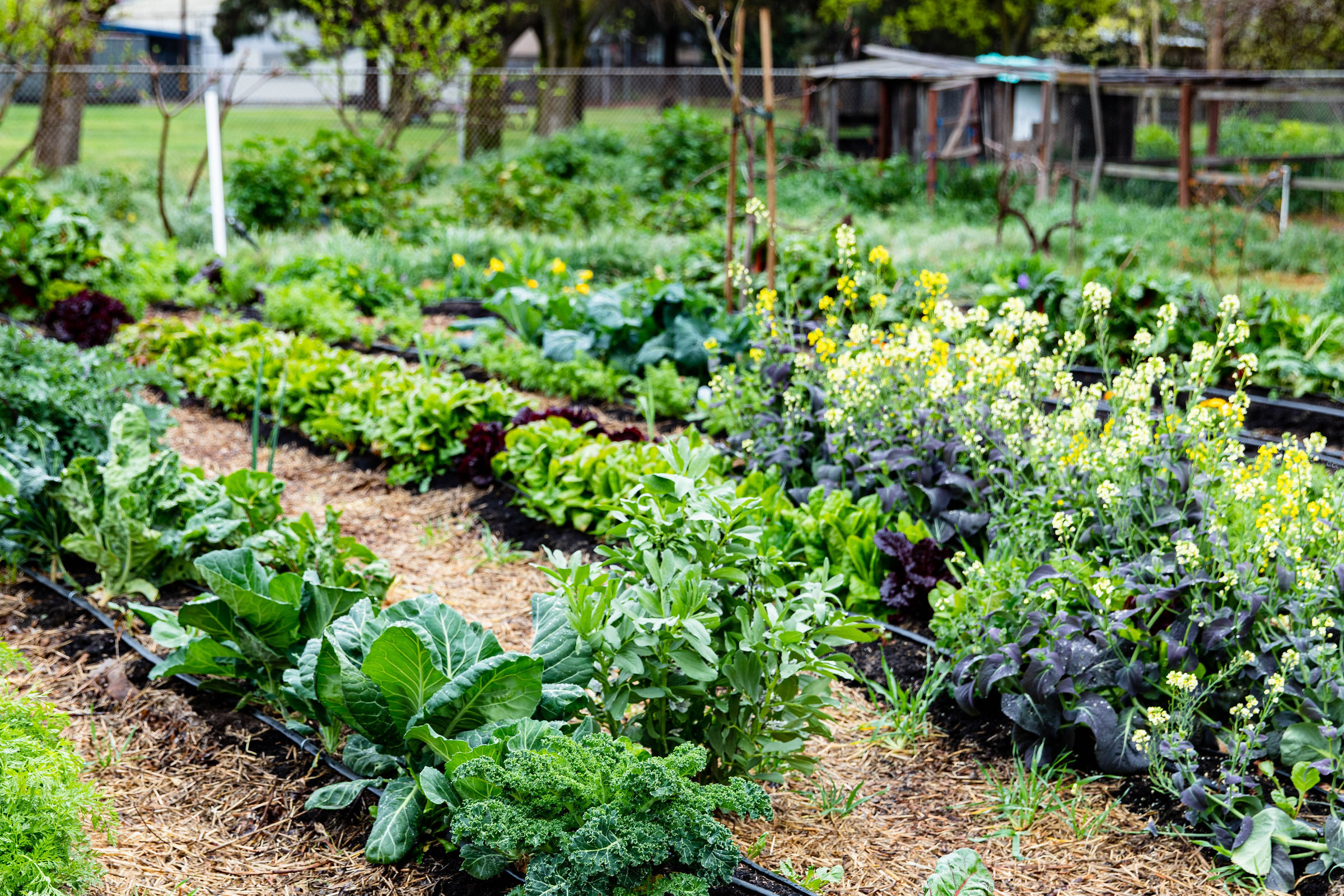 ESY Stockton The Edible Schoolyard Project
